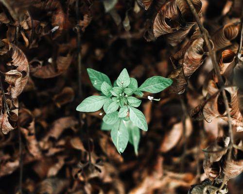 Plant